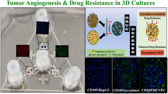 Graphical abstract: Deciphering hepatoma cell resistance to tyrosine kinase inhibitors: insights from a Liver-on-a-Chip model unveiling tumor endothelial cell mechanisms