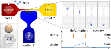 Graphical abstract: Deformation under flow and morphological recovery of cancer cells