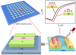 Graphical abstract: Electrolyte-gated amorphous IGZO transistors with extended gates for prostate-specific antigen detection