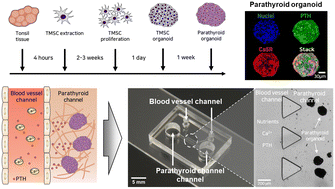 Graphical abstract: Parathyroid-on-a-chip simulating parathyroid hormone secretion in response to calcium concentration