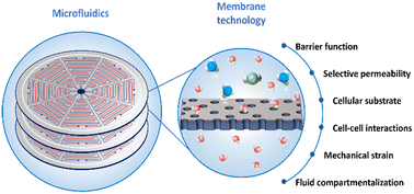 Graphical abstract: Membrane-based microfluidic systems for medical and biological applications