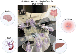 Graphical abstract: A gut–brain axis on-a-chip platform for drug testing challenged with donepezil