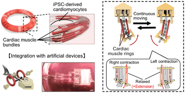 Graphical abstract: Human induced pluripotent stem cell-derived cardiac muscle rings for biohybrid self-beating actuator
