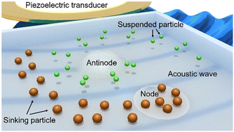 Graphical abstract: Acoustophoresis-driven particle focusing and separation with standard/inverse Chladni patterns