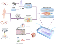 Graphical abstract: DLM–GelMA/tumor slice sandwich structured tumor on a chip for drug efficacy testing