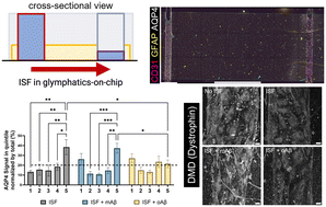 Graphical abstract: Monomeric and oligomeric amyloid-β cause distinct Alzheimer's disease pathophysiological characteristics in astrocytes in human glymphatics-on-chip models