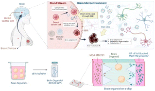 Graphical abstract: Impact of brain organoid-derived sEVs on metastatic adaptation and invasion of breast carcinoma cells through a microphysiological system