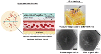 Graphical abstract: Switching to external flows: perturbations of developing vasculature within chicken chorioallantoic membrane