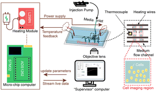 Graphical abstract: An integrative temperature-controlled microfluidic system for budding yeast heat shock response analysis at the single-cell level