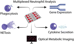 Graphical abstract: Micro blood analysis technology (μBAT): multiplexed analysis of neutrophil phenotype and function from microliter whole blood samples