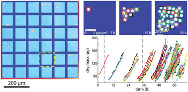 Graphical abstract: Tracking of lineage mass via quantitative phase imaging and confinement in low refractive index microwells