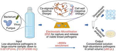 Graphical abstract: Electrostatic microfiltration (EM) enriches and recovers viable microorganisms at low-abundance in large-volume samples and enhances downstream detection