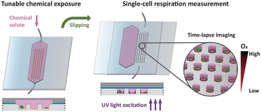Graphical abstract: SlipO2Chip – single-cell respiration under tuneable environments