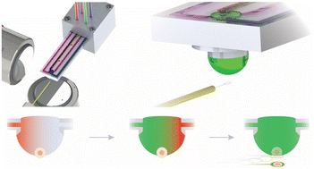 Graphical abstract: A microfluidic hanging droplet as a programmable platform for mammalian egg vitrification