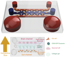 Graphical abstract: Development of in vitro model of exosome transport in microfluidic gut-brain axis-on-a-chip