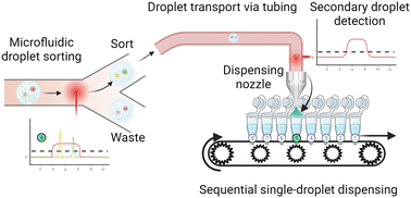 Graphical abstract: A single droplet dispensing system for high-throughput screening and reliable recovery of rare events