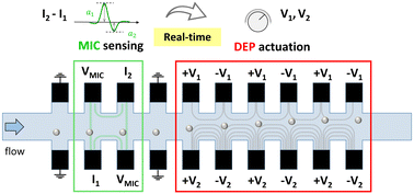 Graphical abstract: Real-time impedance-activated dielectrophoretic actuation for reconfigurable manipulation of single flowing particles