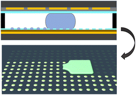 Graphical abstract: Improved Teflon lift-off for droplet microarray generation and single-cell separation on digital microfluidic chips