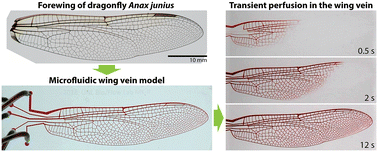 Graphical abstract: Insect wing circulation: transient perfusion through a microfluidic dragonfly forewing model