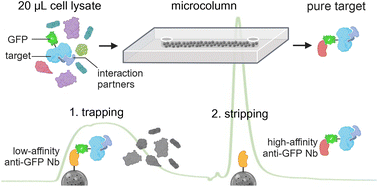 Graphical abstract: A nanobody-based microfluidic chip for fast and automated purification of protein complexes