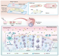 Graphical abstract: Development and evaluation of a microfluidic human testicular tissue chip: a novel in vitro platform for reproductive biology and pharmacology studies