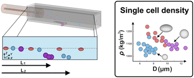 Graphical abstract: Densimeter-on-chip (DoC): measuring a single-cell mass density by sedimentation in microchannel flows