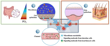 Graphical abstract: Gut microbe–skin axis on a chip for reproducing the inflammatory crosstalk