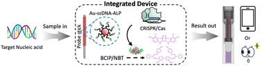 Graphical abstract: Amplification-free CRISPR/Cas based dual-enzymatic colorimetric nucleic acid biosensing device