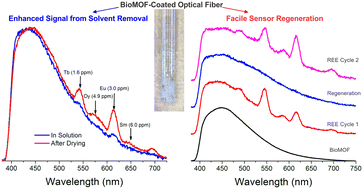 Graphical abstract: Zinc adeninate metal–organic framework-coated optical fibers for enhanced luminescence-based detection of rare earth elements