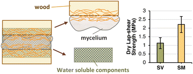 Graphical abstract: A closer examination of white-rot fungal mycelia assisted wood bonding