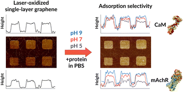 Graphical abstract: Non-covalent adsorption of neurotransmission-relevant proteins on locally laser-oxidized and pristine graphene