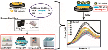 Graphical abstract: Tetrahydrocannabinol (THC)-modified screen-printed carbon electrodes (SPCEs): insights into stability
