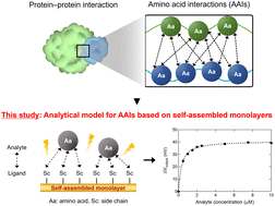 Graphical abstract: Analysis of interactions between amino acids and monolayers of charged side chains
