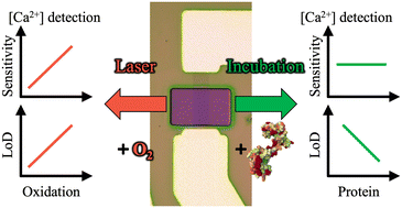 Graphical abstract: Effect of two-photon oxidation and calmodulin functionalization on the performance of graphene field-effect transistor biosensors