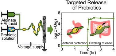 Graphical abstract: Targeted release of live probiotics from alginate-based nanofibers in a simulated gastrointestinal tract
