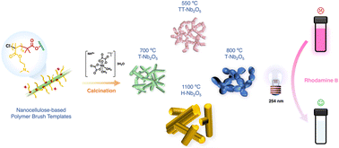 Graphical abstract: Nanostructuring niobium oxides using polymer-grafted cellulose nanocrystals and nanofibers as sacrificial scaffolds
