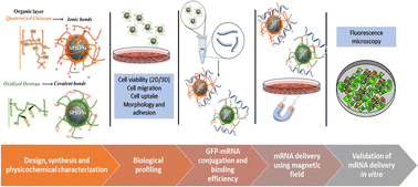 Graphical abstract: Functional polysaccharide-coated SPIONs for in vitro mRNA delivery in breast cancer cells