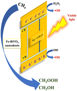 Graphical abstract: New Fe-doped two-dimensional BiVO4 nanosheets for direct methane conversion to methyl oxygenates