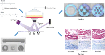 Graphical abstract: Projection-based 3D printing of multichannel poly(caprolactone) methacrylate nerve guidance conduit for peripheral nerve regeneration