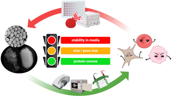 Graphical abstract: Understanding the impact of silica nanoparticles in cancer cells through physicochemical and biomolecular characterizations