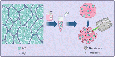 Graphical abstract: What is the impact of plastic deformation on cytocompatibility of biodegradable Zn–Mg alloys?