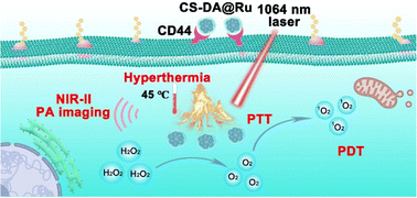 Graphical abstract: A self-assembled Ru nanozyme with H2O2-activated oxygenation for NIR-II photoacoustic imaging-guided photothermal/photodynamic therapy