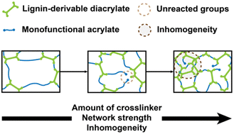 Graphical abstract: Engineering lignin-derivable diacrylate networks with tunable architecture and mechanics