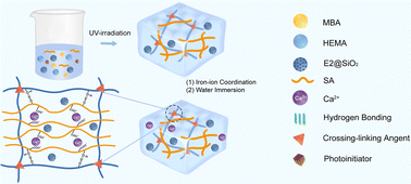 Graphical abstract: Long-lasting anti-swelling sustained-release estradiol hydrogel for promoting vaginal wound healing