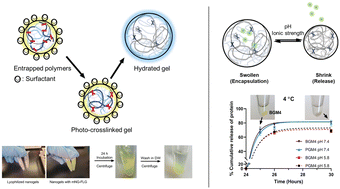 Graphical abstract: Harnessing nanoreactors: gelatin nanogels for human therapeutic protein delivery