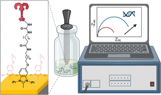 Graphical abstract: Toll like receptor-based electrochemical sensors via N-heterocyclic carbene-modified surfaces: towards improved sensing of DNA molecules