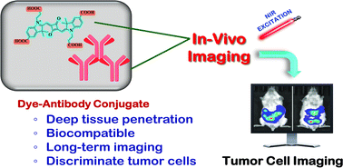 Graphical abstract: A biocompatible NIR squaraine dye and dye-antibody conjugates for versatile long-term in vivo fluorescence bioimaging