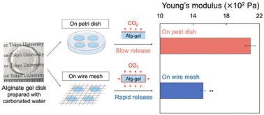 Graphical abstract: Effect of CO2 release behavior on the crosslinking degree of alginate hydrogels prepared with CaCO3 and carbonated water