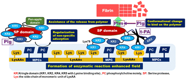 Graphical abstract: Preparation of zwitterionic random and block poly(N-α-acrylamide-l-lysine-co-2-methacryloyloxyethyl phosphorylcholine) copolymers and their effect on fibrinolytic activity