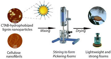 Graphical abstract: Hydrophobized lignin nanoparticle-stabilized Pickering foams: building blocks for sustainable lightweight porous materials